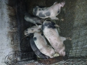 Soldani Bistrita-Nasaud   - imagine 2