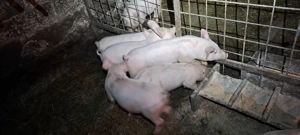 purcei de vănzare  - imagine 3