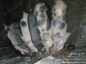 Soldani Bistrita-Nasaud  