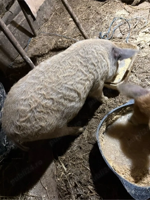    Vând purcei Mangalița