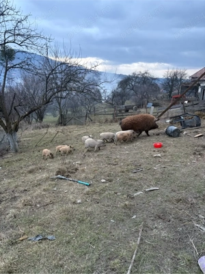 purcei mangalita! - imagine 3