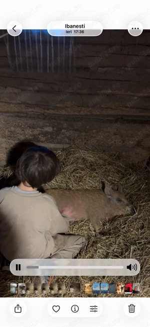 purcei mangalita! - imagine 4