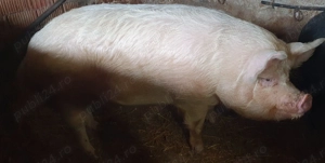 Scroafă de vanzare !  - imagine 2