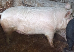 Scroafă de vanzare !  - imagine 3