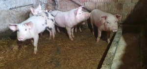 Purcei  de vanzare !