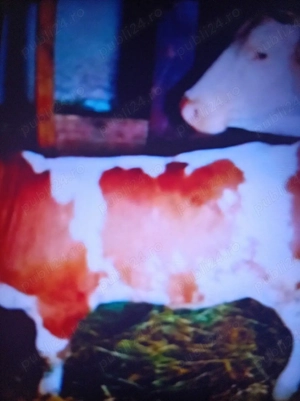 Vind vițel bălțată românească germană 