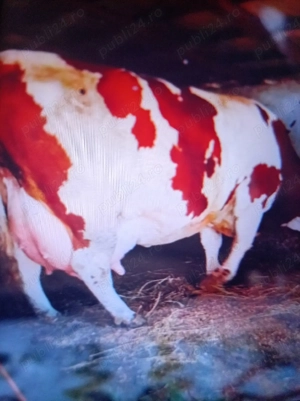 Vind vițel bălțată românească germană  - imagine 2