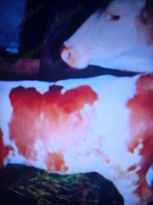 Vind vițel bălțată românească germană  - imagine 3