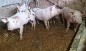 Purcei  de vanzare ! - imagine 2