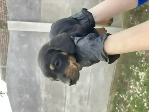 Vând două cățelușe Tekel pui