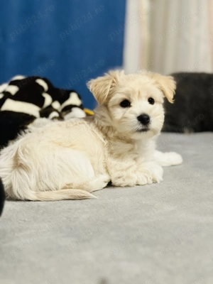 Bichon Maltez crem  - imagine 2