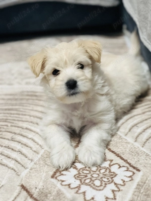 Bichon Maltez crem  - imagine 3