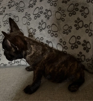 vand Buldog Francez  - imagine 2