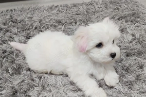 bichon maltez mini toy - imagine 3