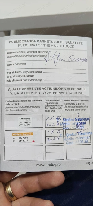 bichon maltez mini toy - imagine 5