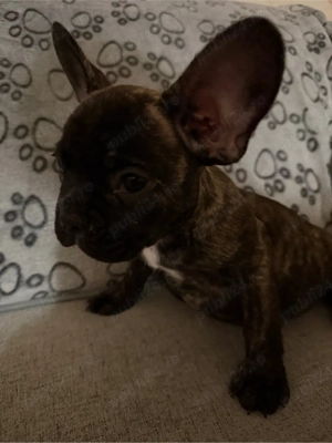 vand Buldog Francez  - imagine 3