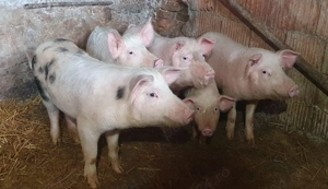 Purcei de vânzare  !  - imagine 2