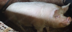 Scroafa  de vanzare  ! 