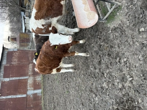 Vând viței  doi tăurași și o vitica