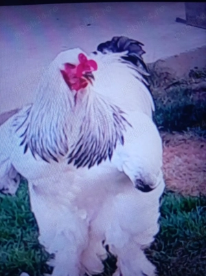 Vind cocoși de rasă Braham  - imagine 2