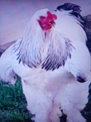 Vind cocoși de rasă Braham 