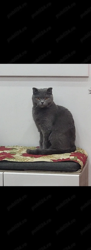 Scottish fold blue fetiță