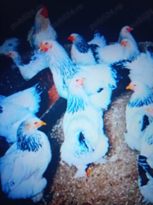 Vind cocoși de rasă Braham  - imagine 3