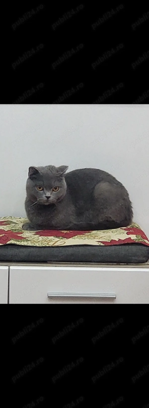 Scottish fold blue fetiță - imagine 2