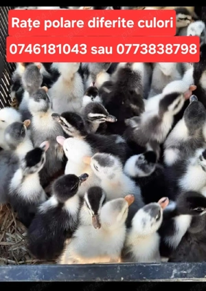 rate polare diferite culori