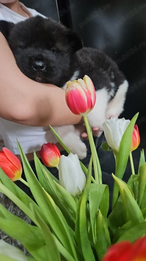 Pui Akita American  - imagine 5