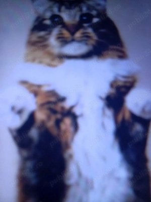 Vin pisică de rasă Bengaleză 