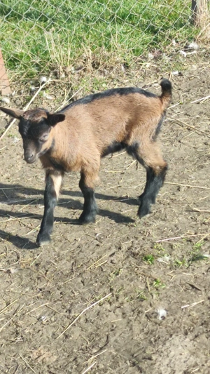 Alpina franceza - imagine 5