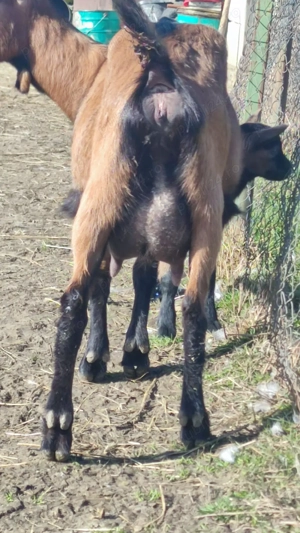 Alpina franceza - imagine 3