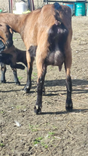 Alpina franceza - imagine 4