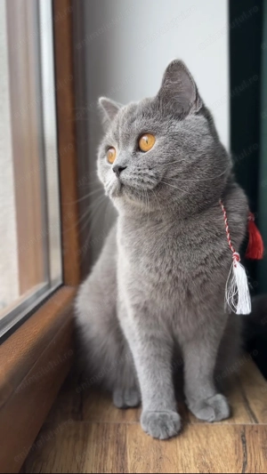 Pisica British shorthair 