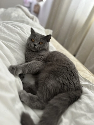 Pisica British shorthair  - imagine 2
