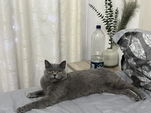 Pisica British shorthair  - imagine 3