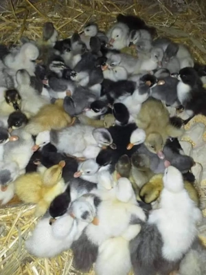 rate polare diferite culori - imagine 2