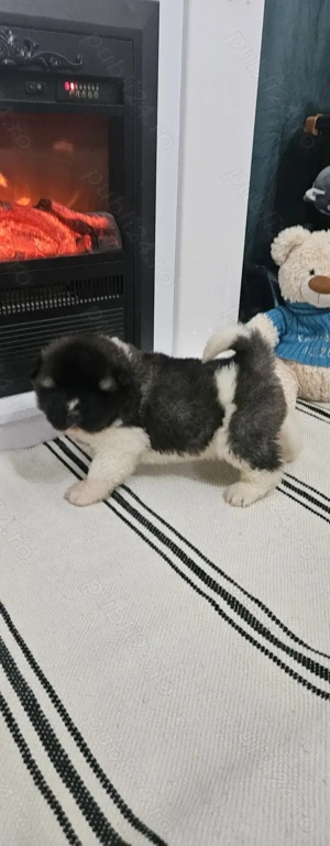 Pui Akita American  - imagine 3