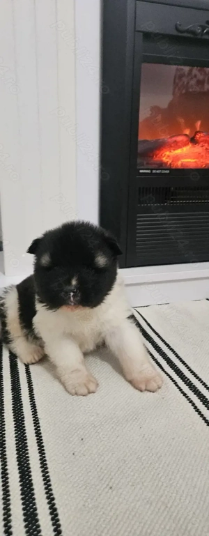 Pui Akita American  - imagine 2