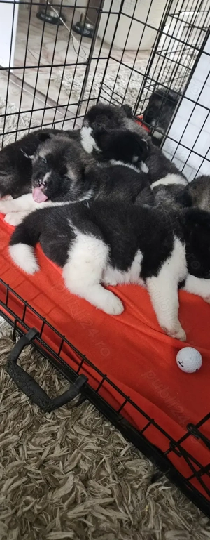 Pui Akita American  - imagine 4