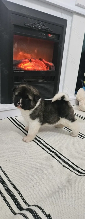Pui Akita American 