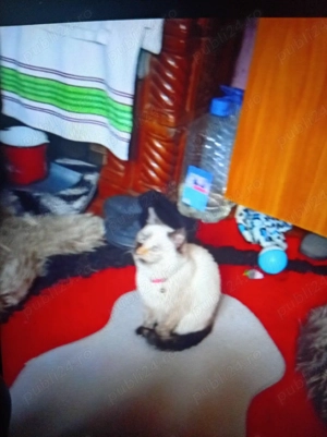 Vind pui de rasă Birmaneză  - imagine 3