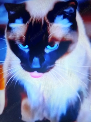 Vind pui de rasă Birmaneză  - imagine 2