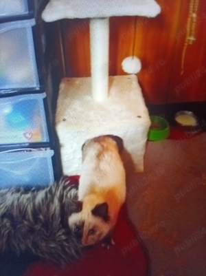 Vind pui de rasă Birmaneză 