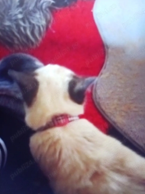 Vind pui de rasă Birmaneză  - imagine 4