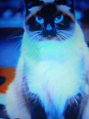 Vind pui de rasă Birmaneză  - imagine 5