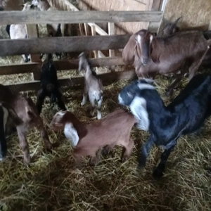 Vând iezi anglo nubieni,țap anglo nubian și berbeac camerun - imagine 3