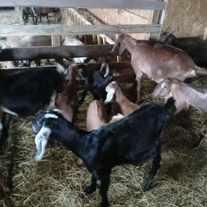 Vând iezi anglo nubieni,țap anglo nubian și berbeac camerun - imagine 4