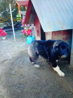 Vind cățelușă de rasă Ciobanesc 